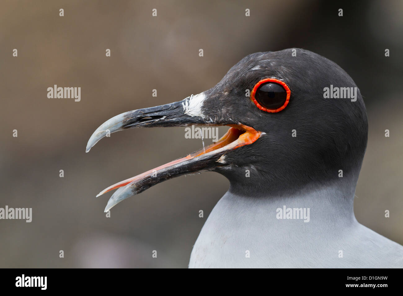 Swallow-tailed gull (Creagrus furcatus), l'île de Genovesa, îles Galapagos, UNESCO World Heritge Site, Equateur, Amérique du Sud Banque D'Images