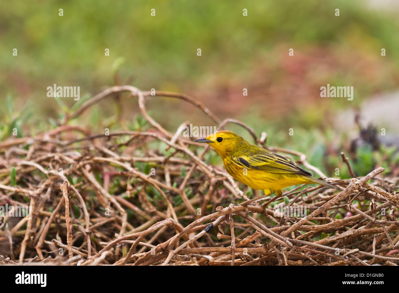 Des profils paruline jaune (Dendroica petechia aureola), l'île de Santiago, îles Galapagos, UNESCO World Heritge Site, Equateur Banque D'Images