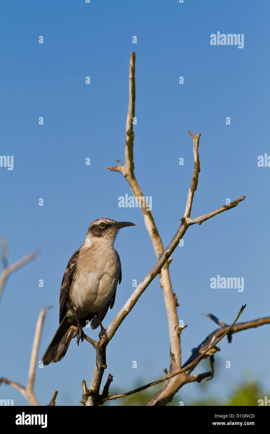 Mockingbird Mimus parvulus (Galapagos), l'île de Genovesa, îles Galapagos, UNESCO World Heritage Site, Equateur, Amérique du Sud Banque D'Images