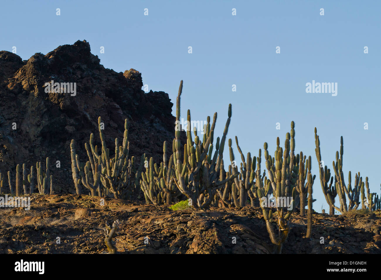 Cactus candélabres, Sombrero Chino Island, l'île des Galapagos archipel, UNESCO World Heritage Site, Equateur, Amérique du Sud Banque D'Images