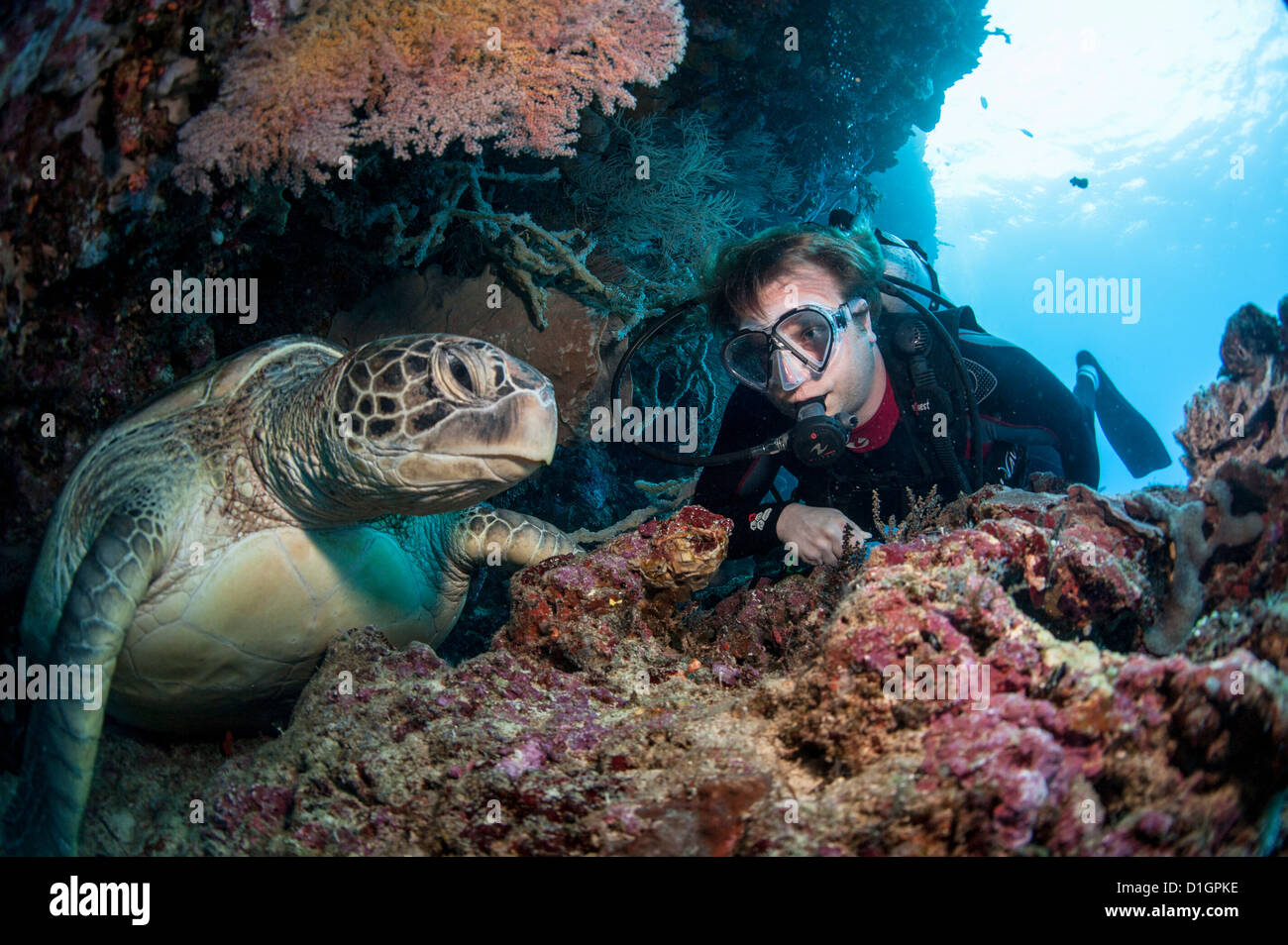 La tortue imbriquée (Eretmochelys imbricata) et plongeur, Sulawesi, Indonésie, Asie du Sud, Asie Banque D'Images