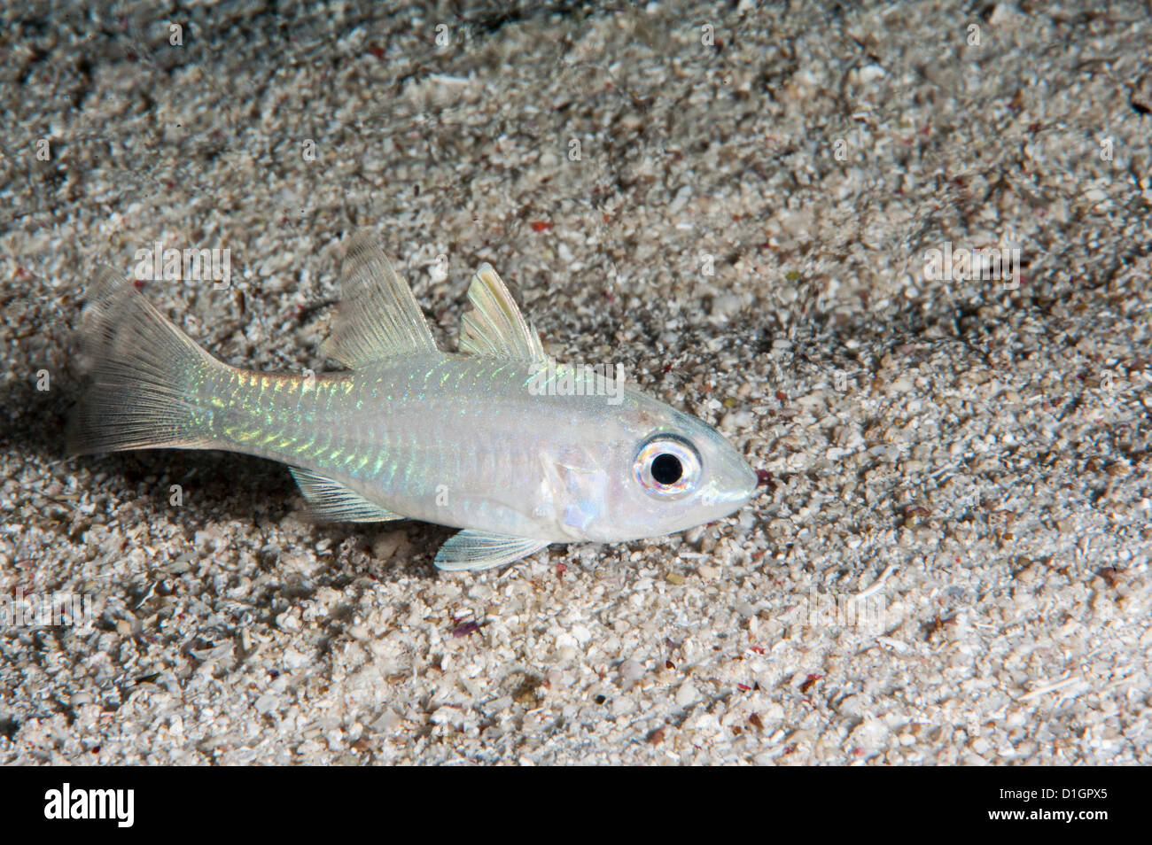 Aux yeux jaunes apogon de Kaudern (monospilus), Sulawesi, Indonésie, Asie du Sud, Asie Banque D'Images