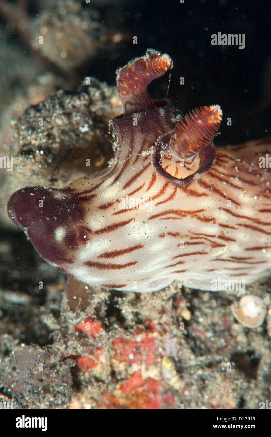 Nudibranch Jorunna rubescens, Sulawesi, Indonésie, Asie du Sud, Asie Banque D'Images