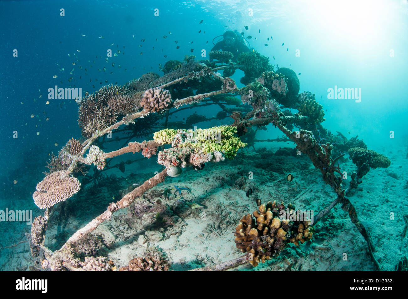 La biosphère incrustés de corail dans la réserve marine à l'île de Gangga, Sulawesi, Indonésie, Asie du Sud, Asie Banque D'Images