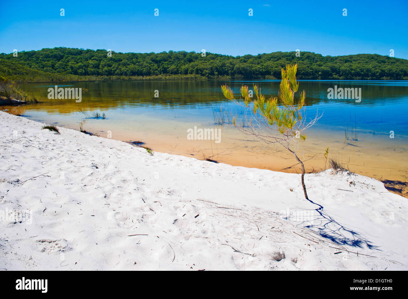Plage de sable blanc au Lac McKenzie, Fraser Island, UNESCO World Heritage Site, Queensland, Australie, Pacifique Banque D'Images