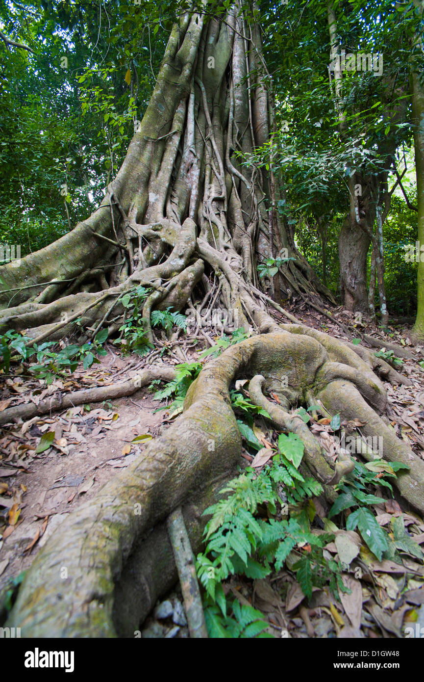 Vieilles racines tordues dans la forêt au Cascades de Kuang Si, Luang Prabang, Laos, SIndochina, en Asie du Sud-Est, l'Asie Banque D'Images Vieilles racines tordues dans la forêt au Cascades de Kuang Si, Luang Prabang, Laos, SIndochina, en Asie du Sud-Est, l'Asie Banque D'Images