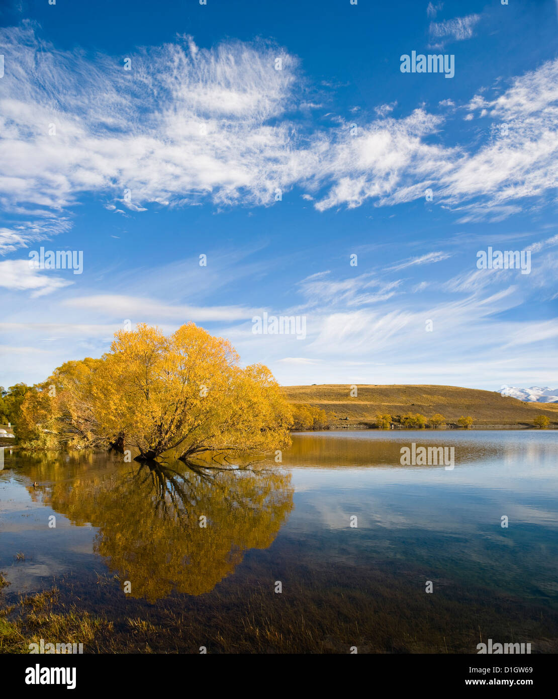 Golden Autumn tree reflet dans l'eau matin encore, le lac Alexandrina, lacs du Sud, région de l'Otago, île du Sud, Nouvelle-Zélande Banque D'Images