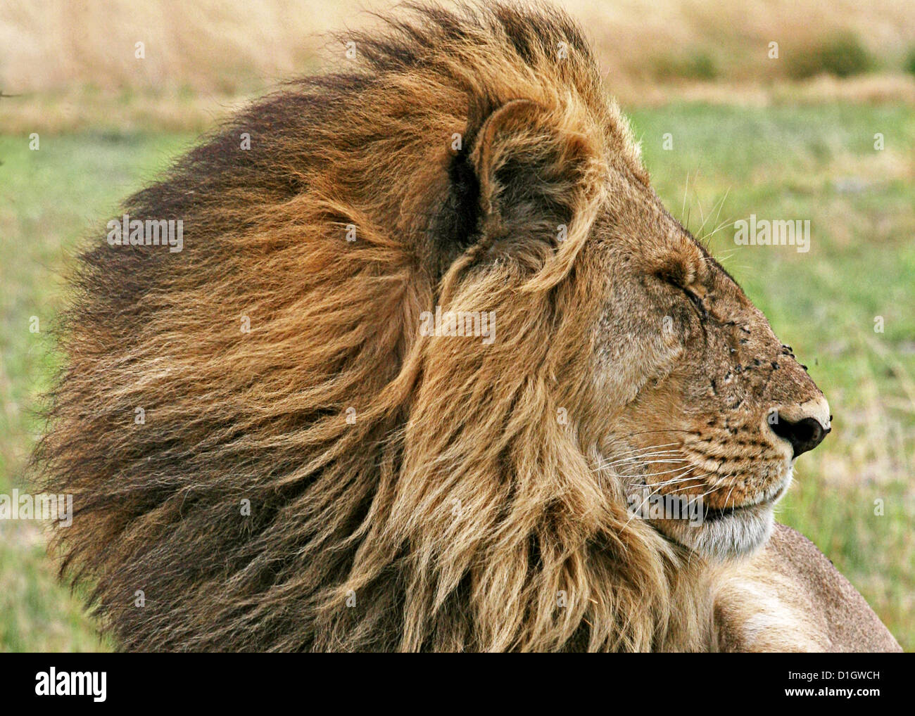Un lion avec une magnifique crinière. Banque D'Images