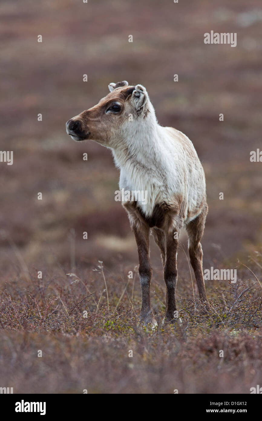 Le renne (Rangifer tarandus) sans bois dans la toundra en été, Jämtland, Suède, Scandinavie Banque D'Images