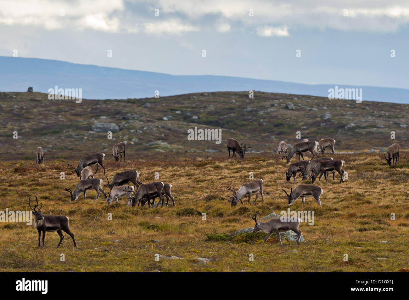 Le renne (Rangifer tarandus) troupeau avec bois couverts en velours de pâturage sur la toundra en automne, Jämtland, Suède, Scandinavie Banque D'Images