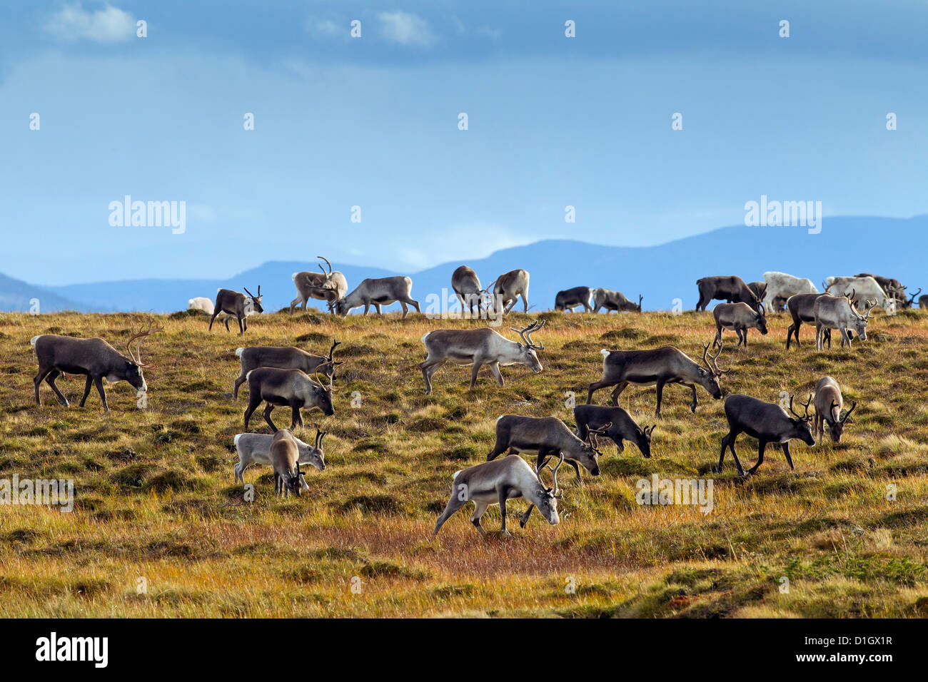 Le renne (Rangifer tarandus) troupeau avec bois couverts en velours de pâturage sur la toundra en automne, Jämtland, Suède, Scandinavie Banque D'Images