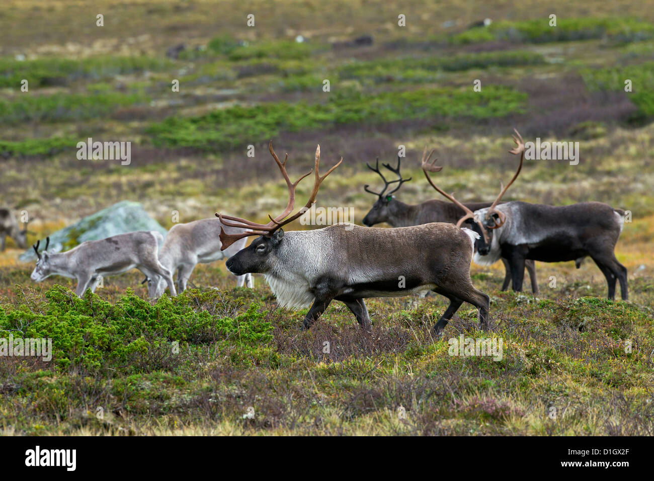 Le renne (Rangifer tarandus) troupeau sur la toundra en automne, Jämtland, Suède, Scandinavie Banque D'Images