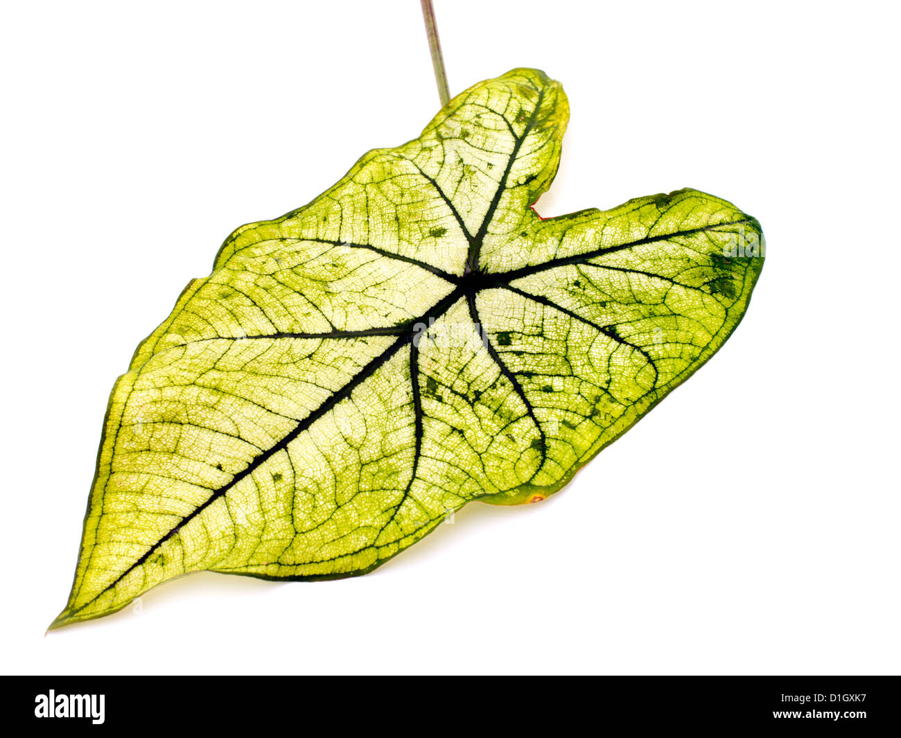 Caladium Leaf feuille en forme de coeur Noël blanc Banque D'Images