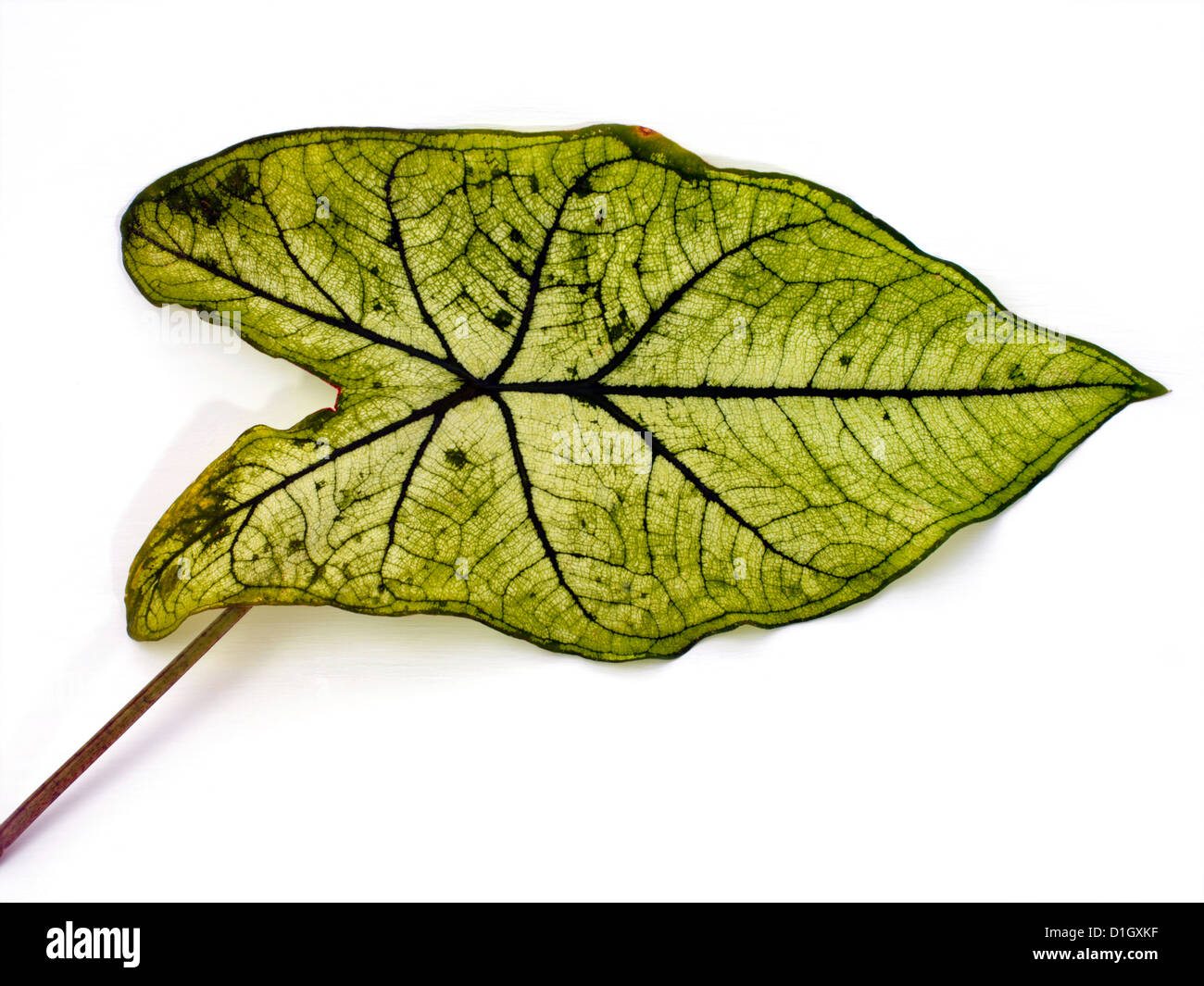 Caladium Leaf feuille en forme de coeur Noël blanc Banque D'Images