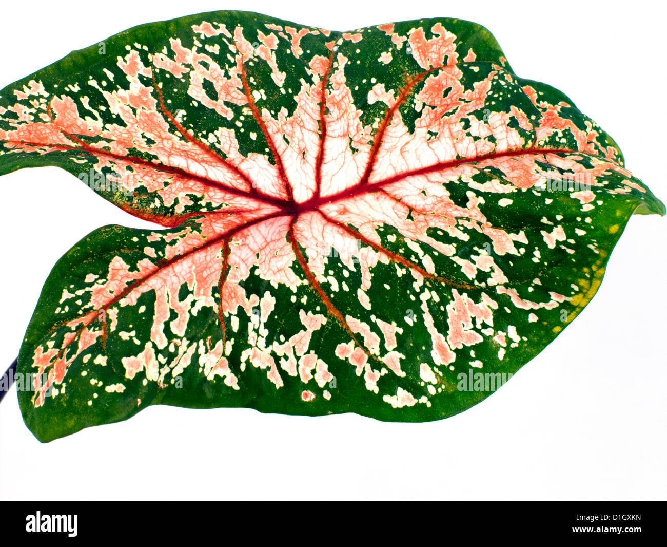 Feuilles en forme de coeur rose Caladium Leaf Banque D'Images