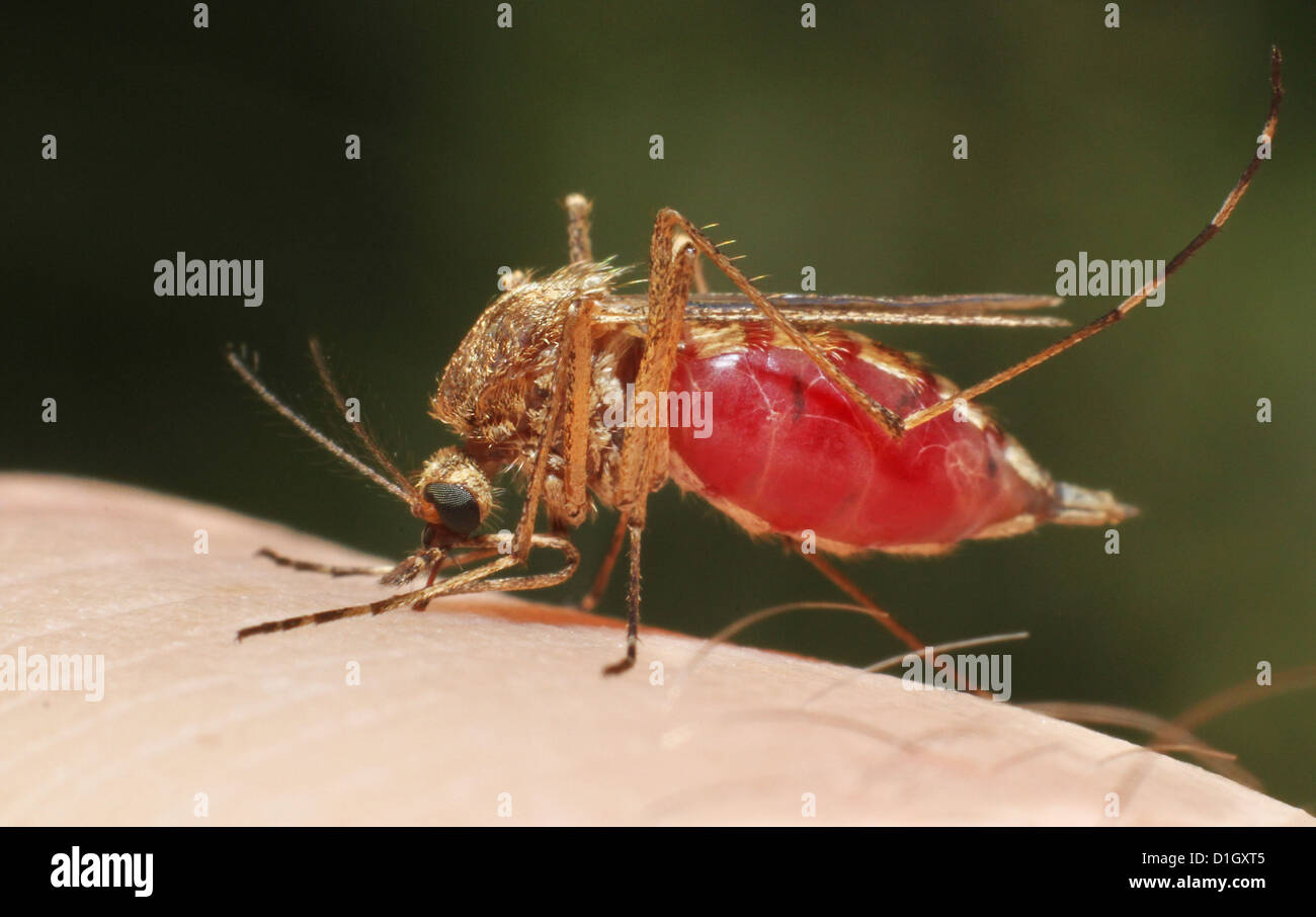 Moustique alimentation avec du sang humain Banque D'Images Moustique alimentation avec du sang humain Banque D'Images