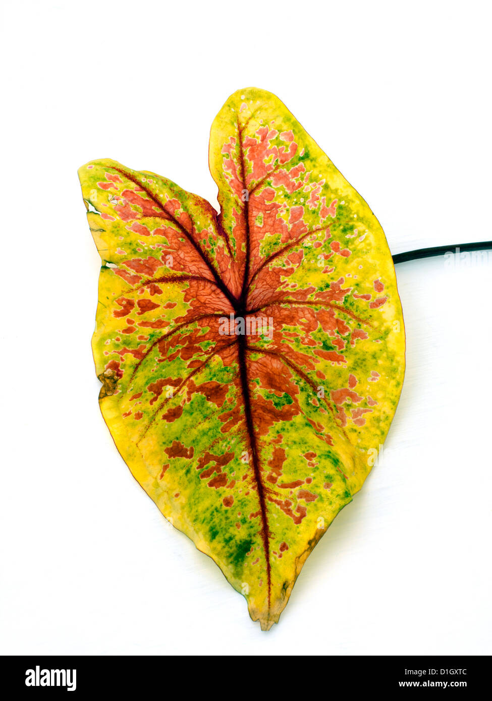 Jaune et rouge en forme de coeur feuilles Caladium Banque D'Images