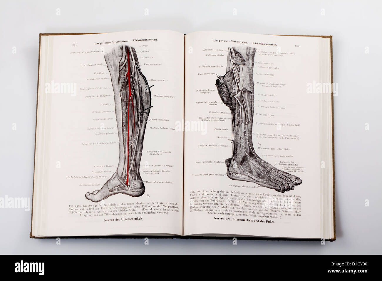 Gravures sur bois dans un ouvrage médical, illustration des nerfs dans une jambe humaine, Banque D'Images