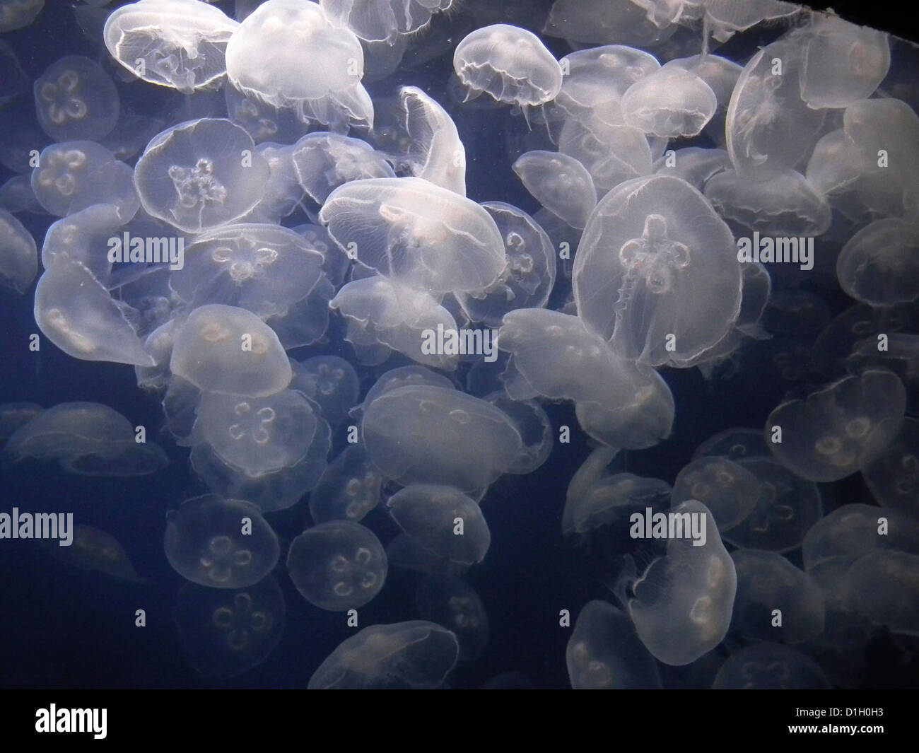 Lune méduses Aurelia aurita Downtown Aquarium Denver Colorado USA Banque D'Images
