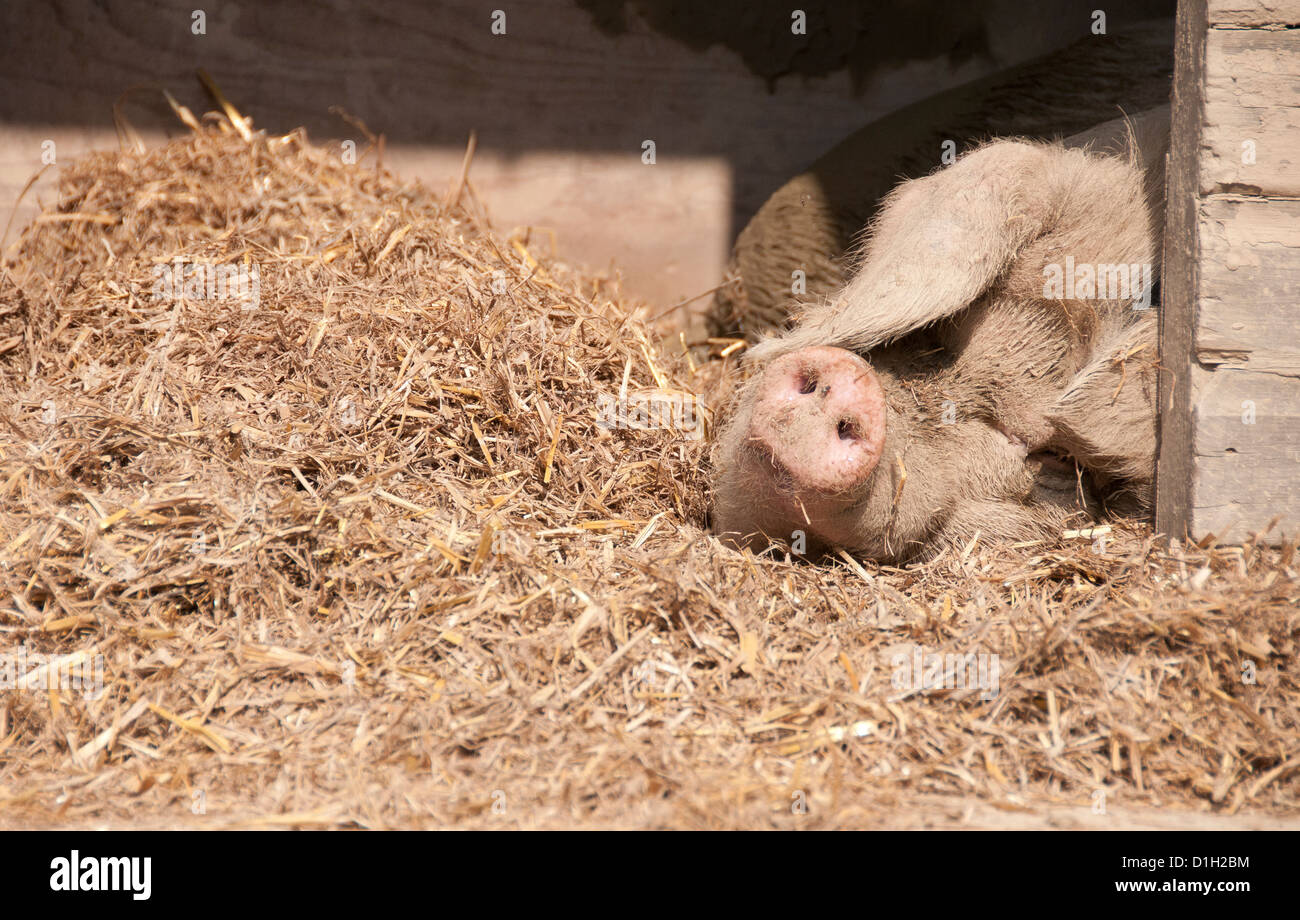 Cochon de couchage Banque D'Images