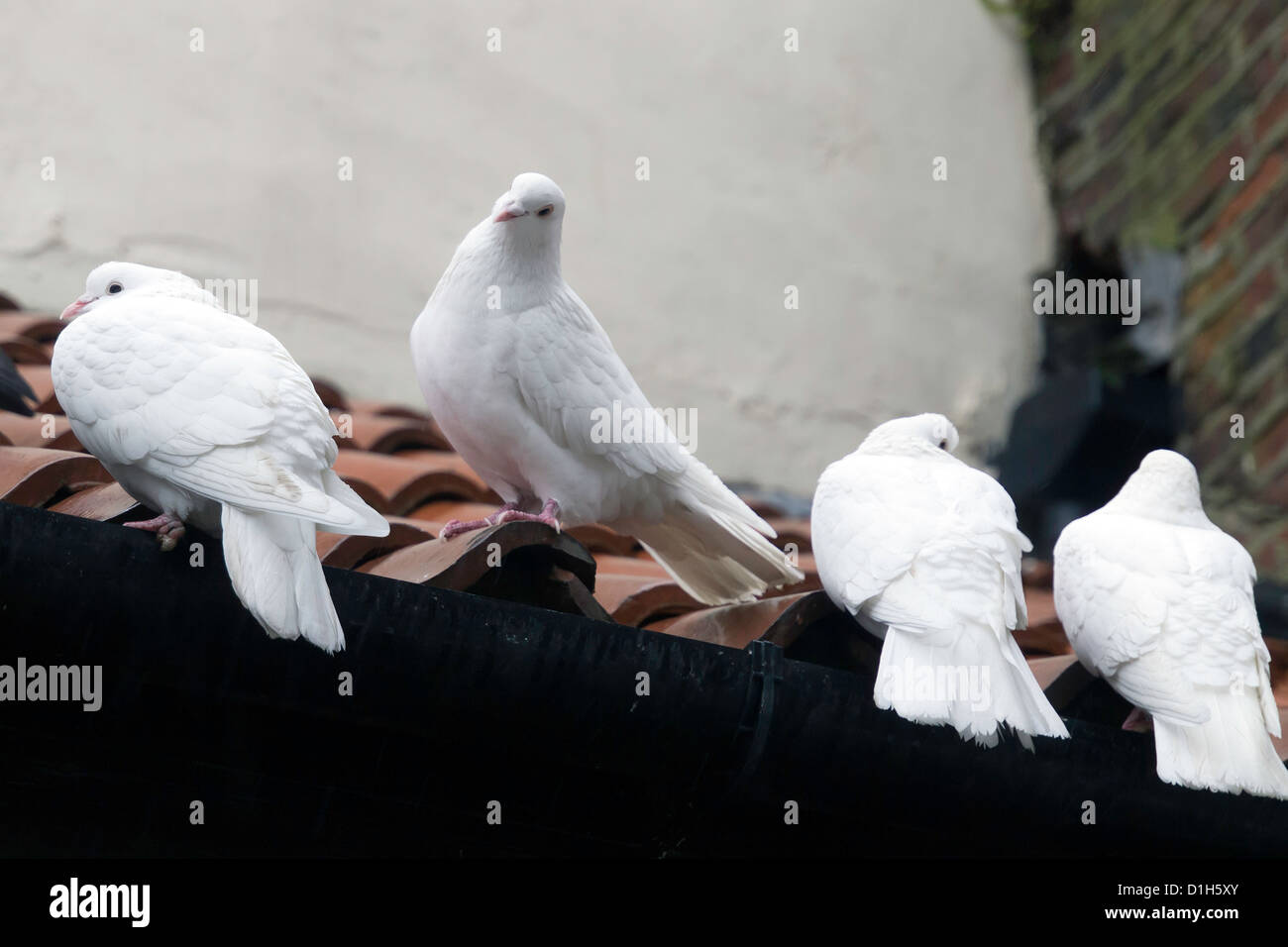 Quatre colombes blanches perché sur un toit de tuiles pigeons sauvages (Columba livia) Banque D'Images