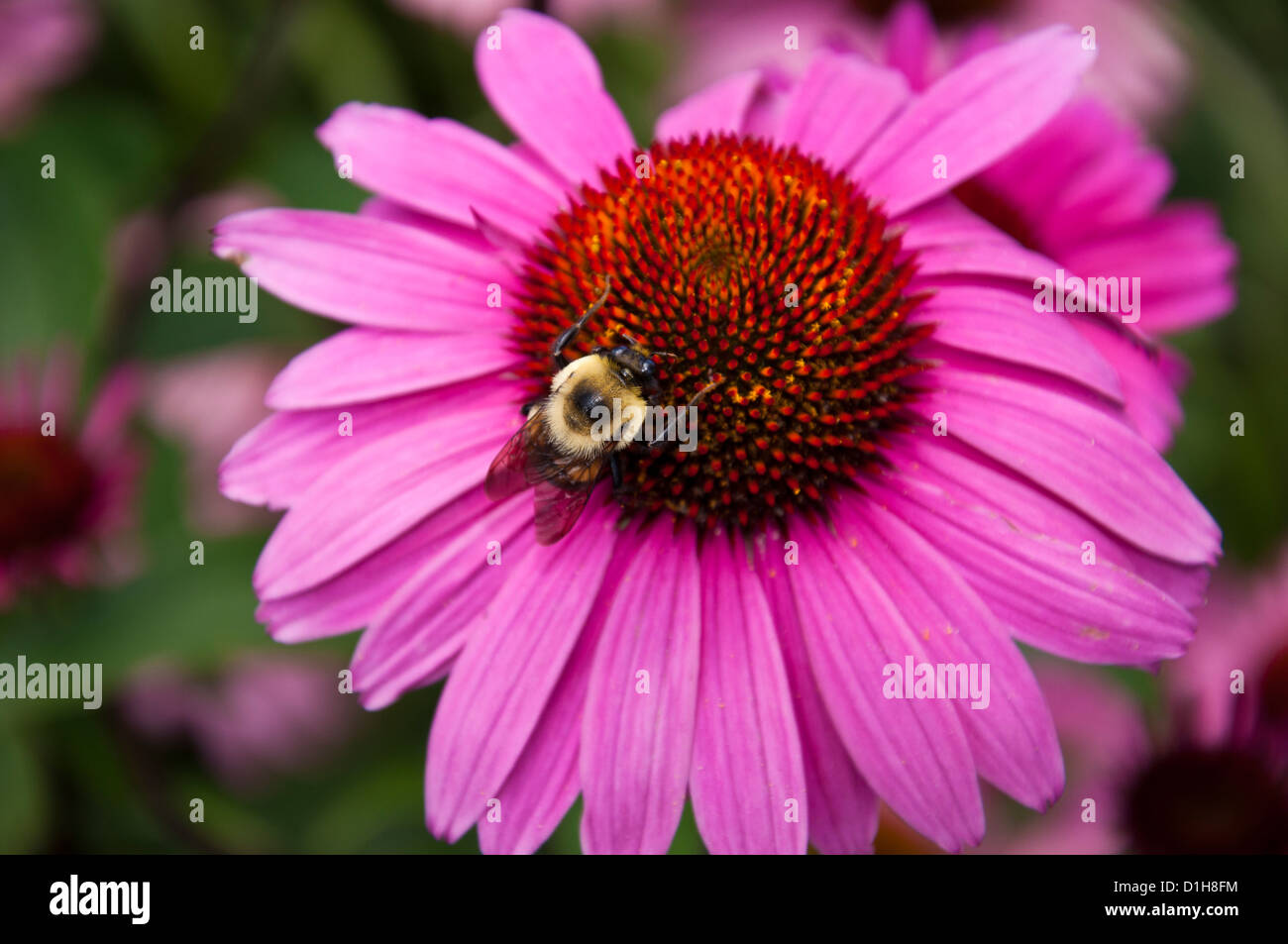 Bumblebee se nourrissent d'une fleur cône violet et orange Banque D'Images