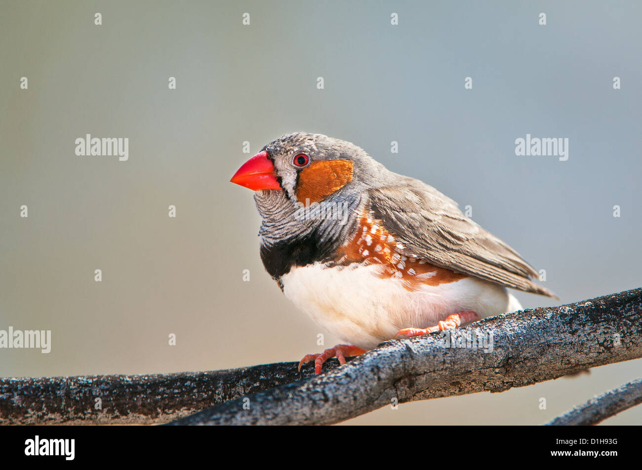 Diamant mandarin mâle assis sur une branche. Banque D'Images