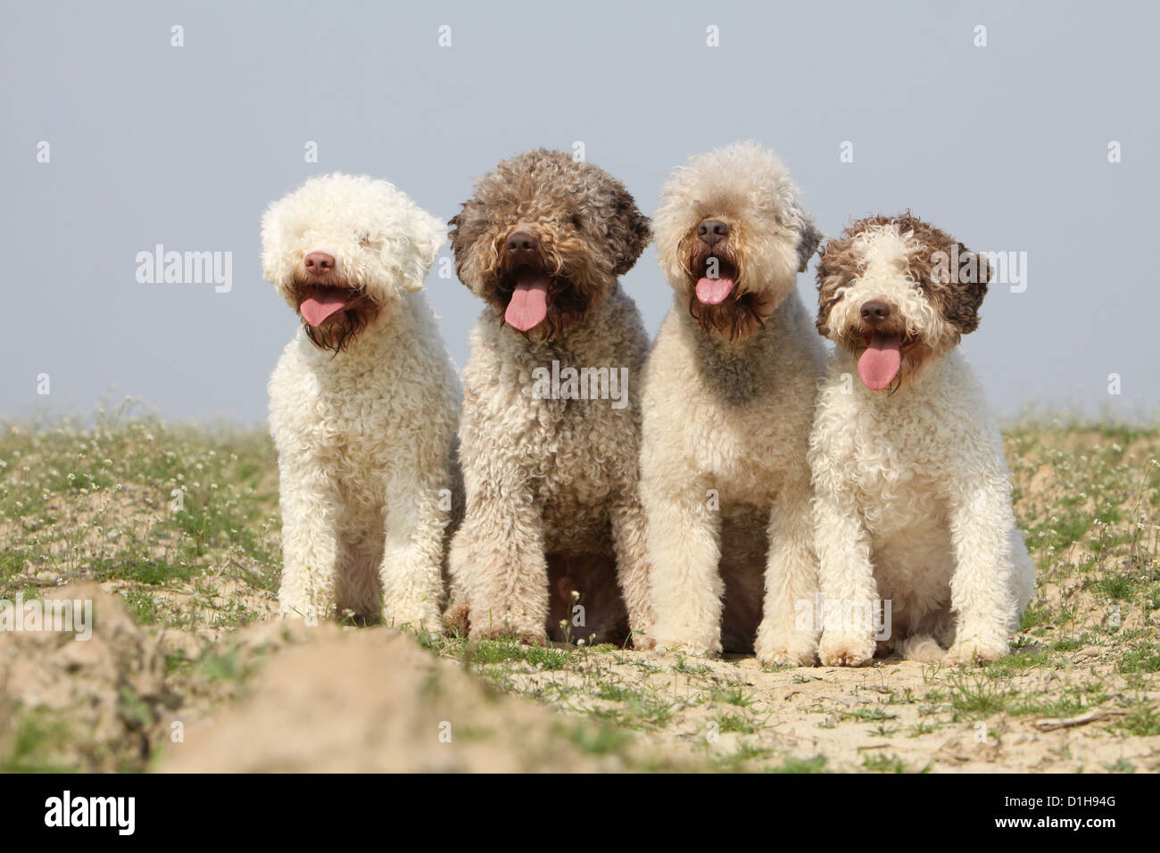 Lagotto Romagnolo chien chien truffe 4 quatre couleurs différentes Banque D'Images