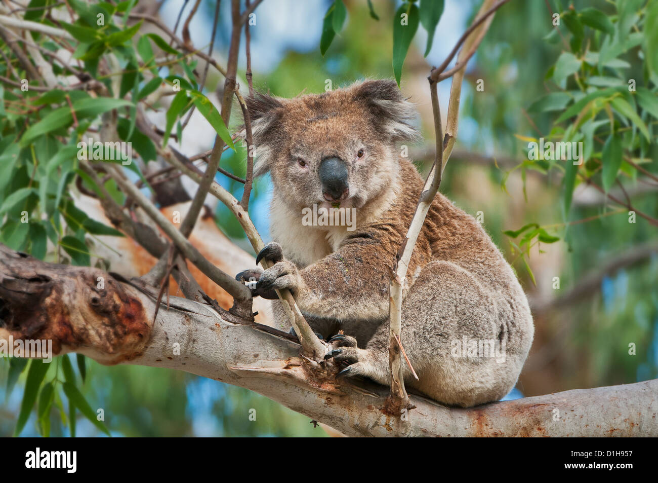 Koala assis dans l'arbre d'eucalyptus. Banque D'Images