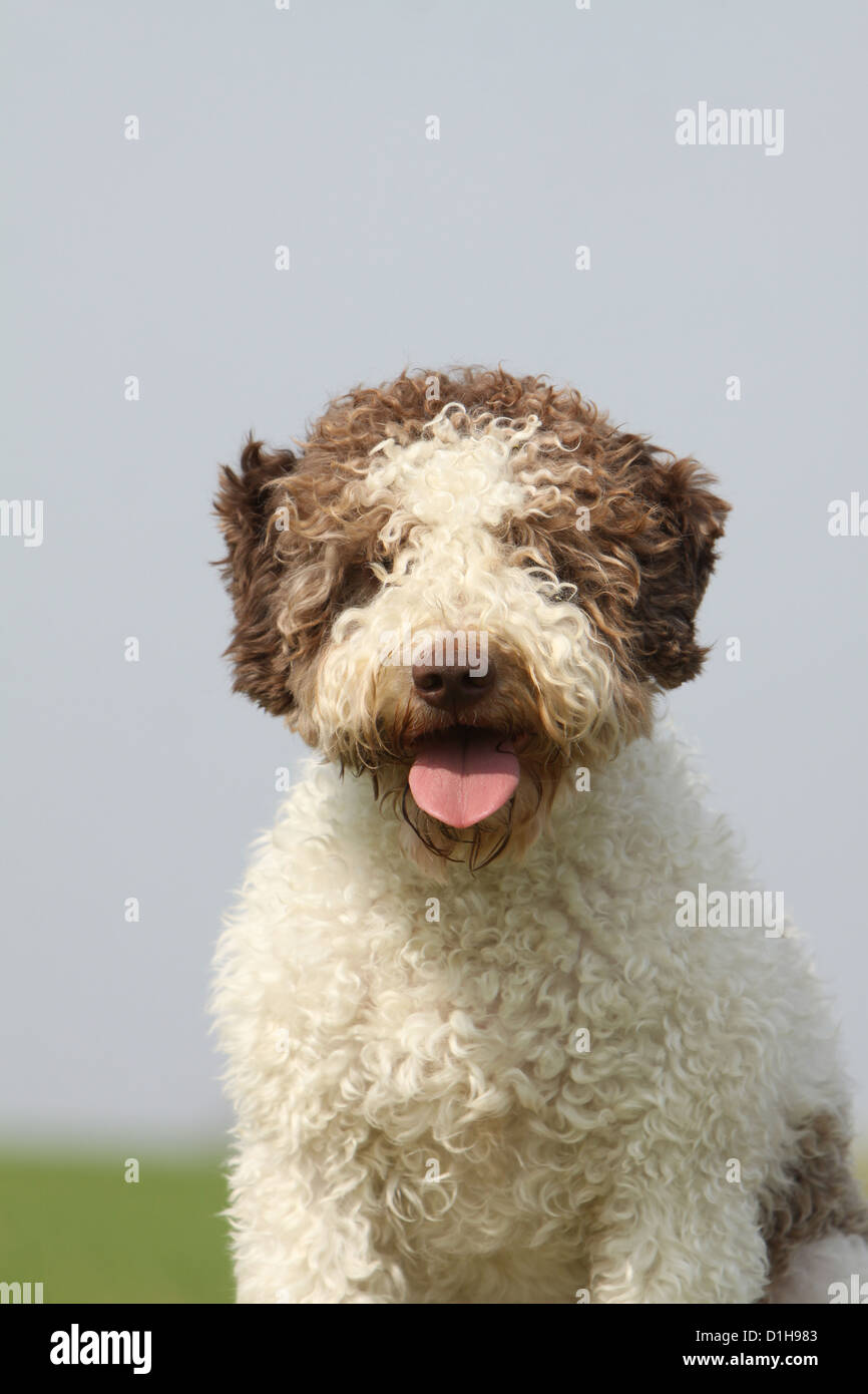Cavage Photos & Cavage Images - Alamy Cavage Photos & Cavage Images - Alamy