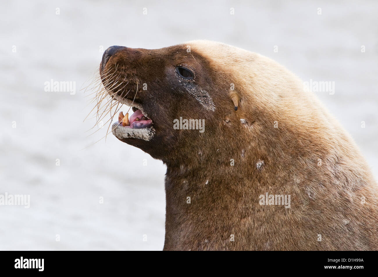 Tête massive d'un lion de mer australien bull. Banque D'Images