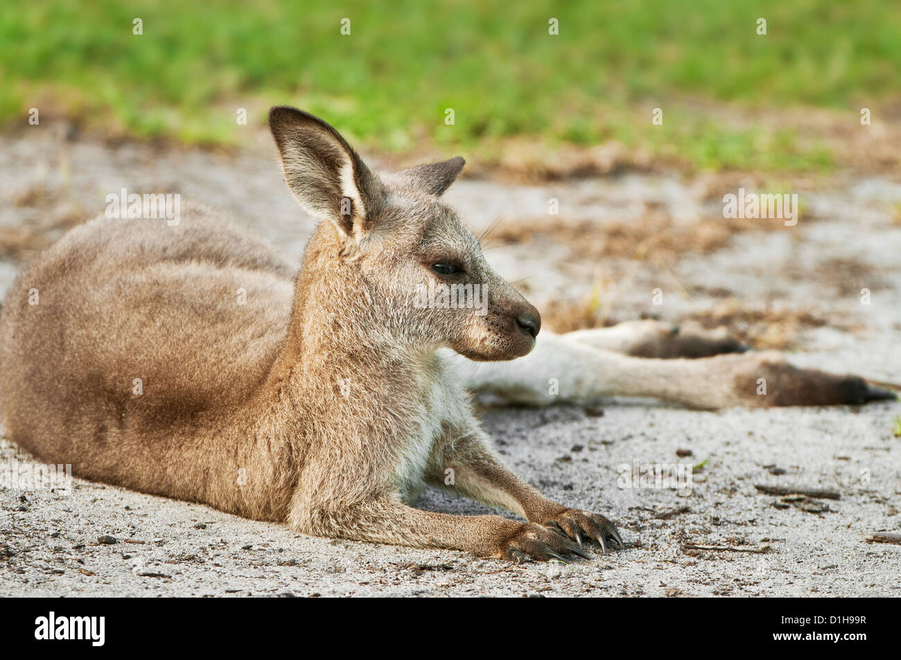 Kangourou gris de l'Est repose sur le sol. Banque D'Images