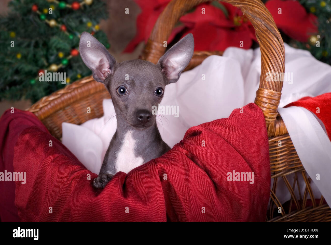 Image horizontale d'un six mois Chihuahua puppy bleu dans un panier avec arbre de Noël et les poinsettias en arrière-plan. Banque D'Images