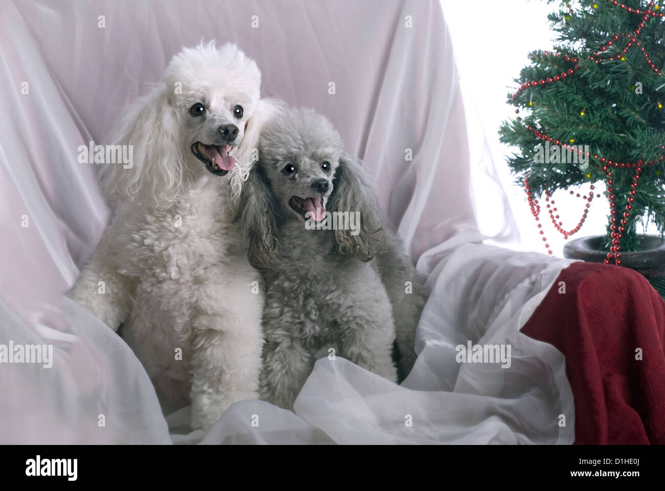 Image horizontale d'un caniche blanc et d'un caniche d'argent dans un studio clé de réglage d'un thème de Noël. Banque D'Images