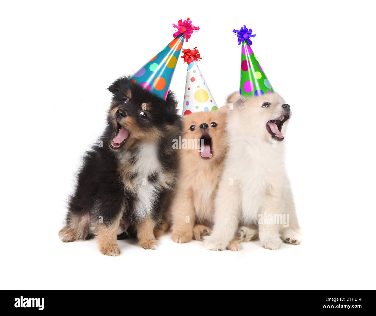 Chiots humoristique chantant la chanson Happy Birthday portant des chapeaux  ridicules Photo Stock - Alamy