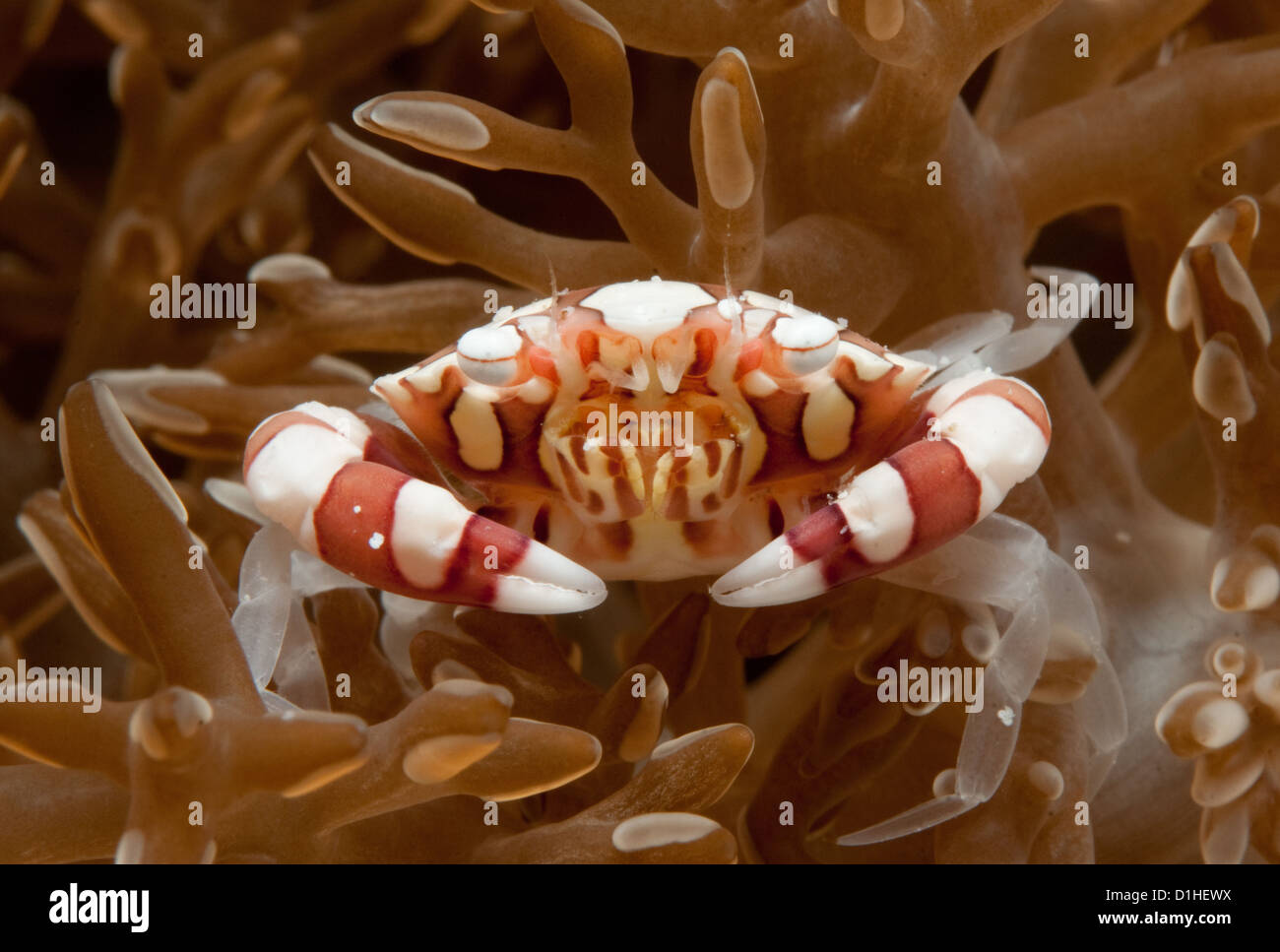Crabe (Lissocarcinus arlequin laevis) sur son anémone hôte, au large de l'Indonésie, l'Île Lintea Banque D'Images