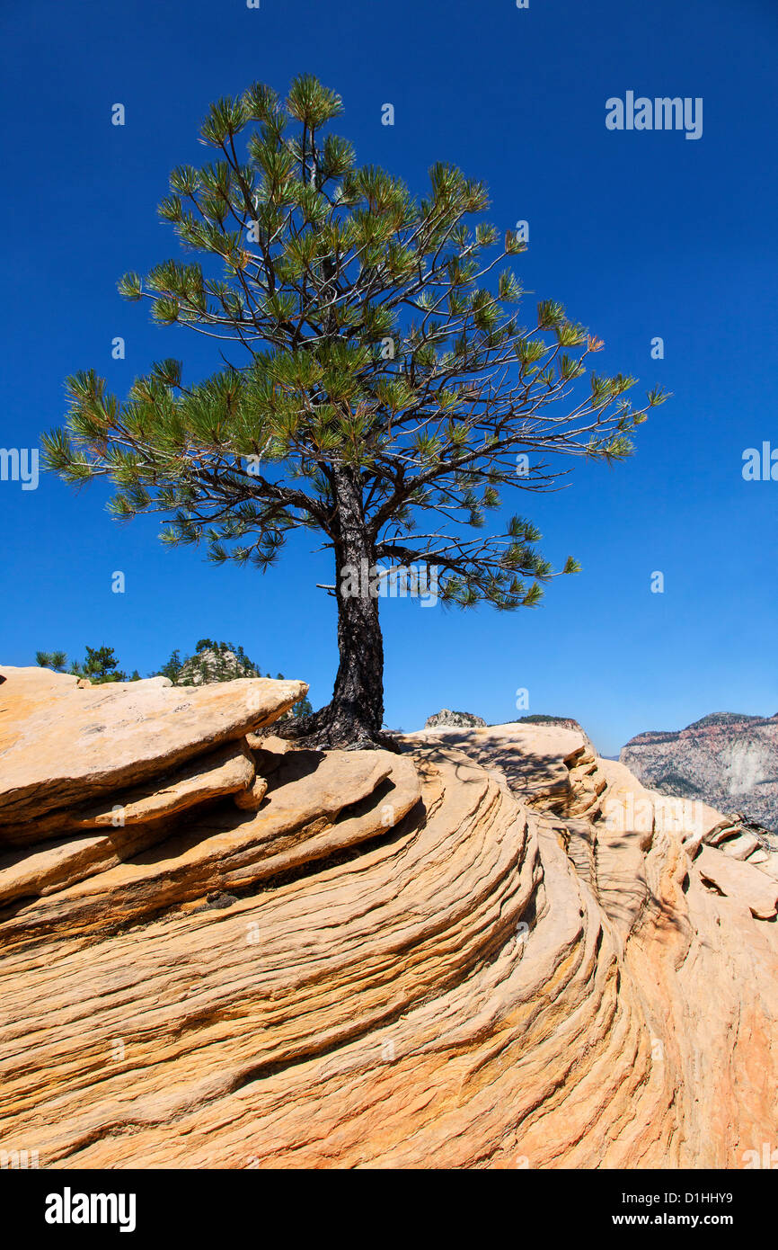 Zion National Park, Utah, USA Banque D'Images