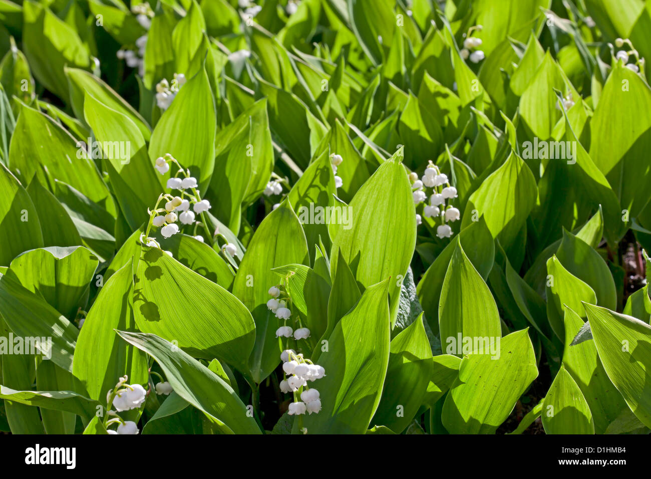 Le muguet (Convallaria majalis) Banque D'Images