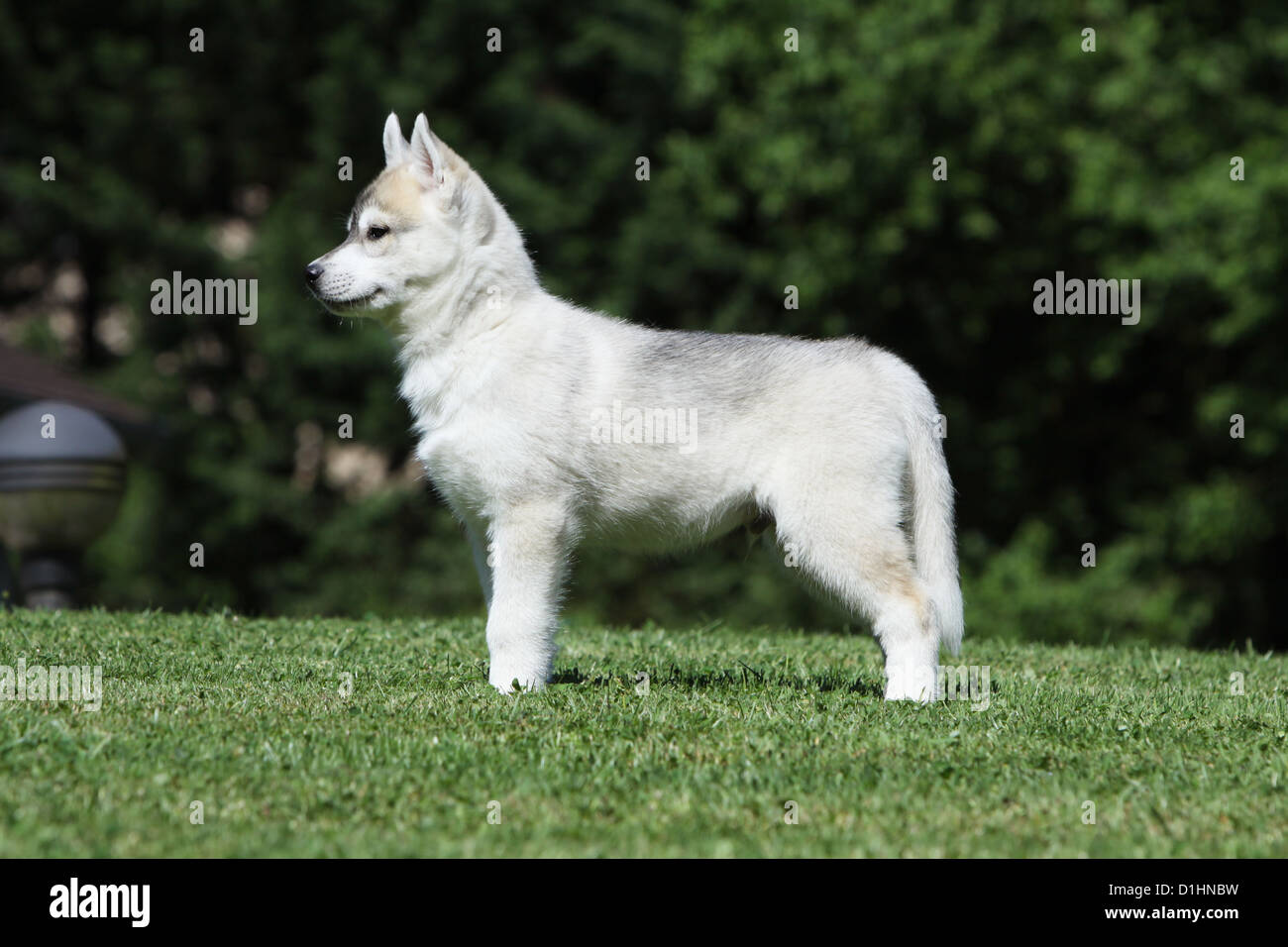 Chiot Husky Siberien Permanent Gris Et Blanc A L Arriere En Hiver Image Tonique Meadow Photo Stock Alamy