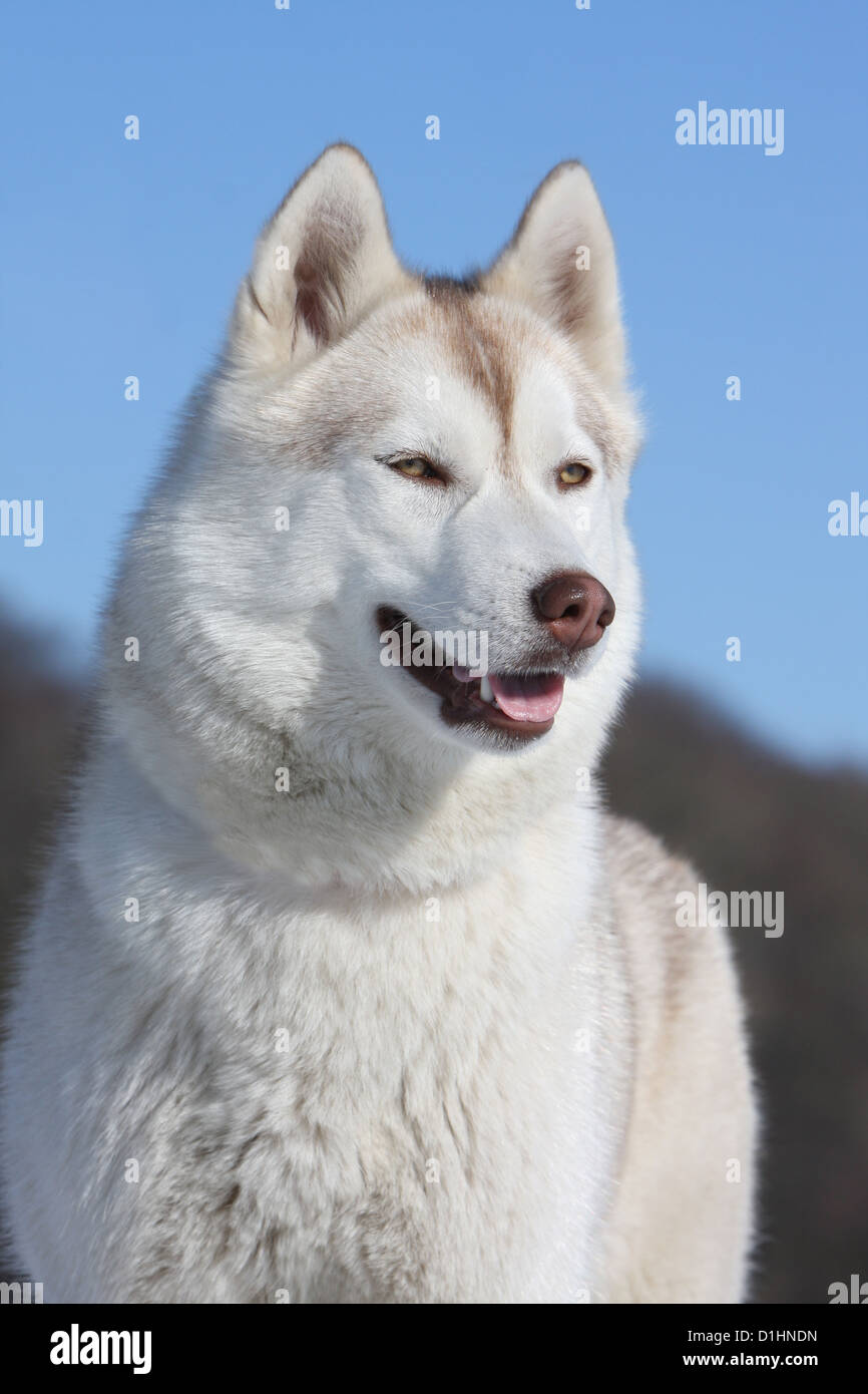 Chien Husky Siberien Brown Et Blanc Portrait Adultes Photo Stock Alamy Chien Husky Siberien Brown Et Blanc Portrait Adultes Photo Stock Alamy