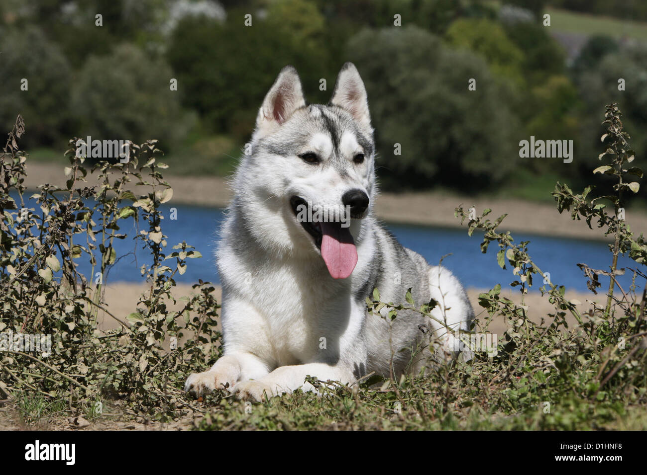 Chien Husky Siberien Gris Et Blanc Couche A Waterside Photo Stock Alamy Chien Husky Siberien Gris Et Blanc Couche A Waterside Photo Stock Alamy