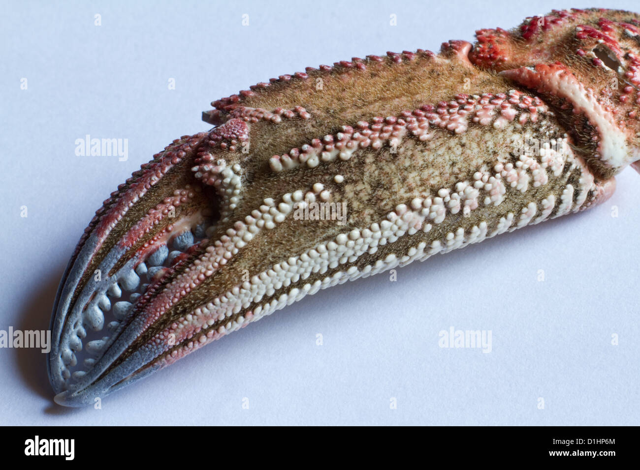 Une macro shot montrant le détail de la couleur et de la texture sur la pince d'un crabe brun Banque D'Images