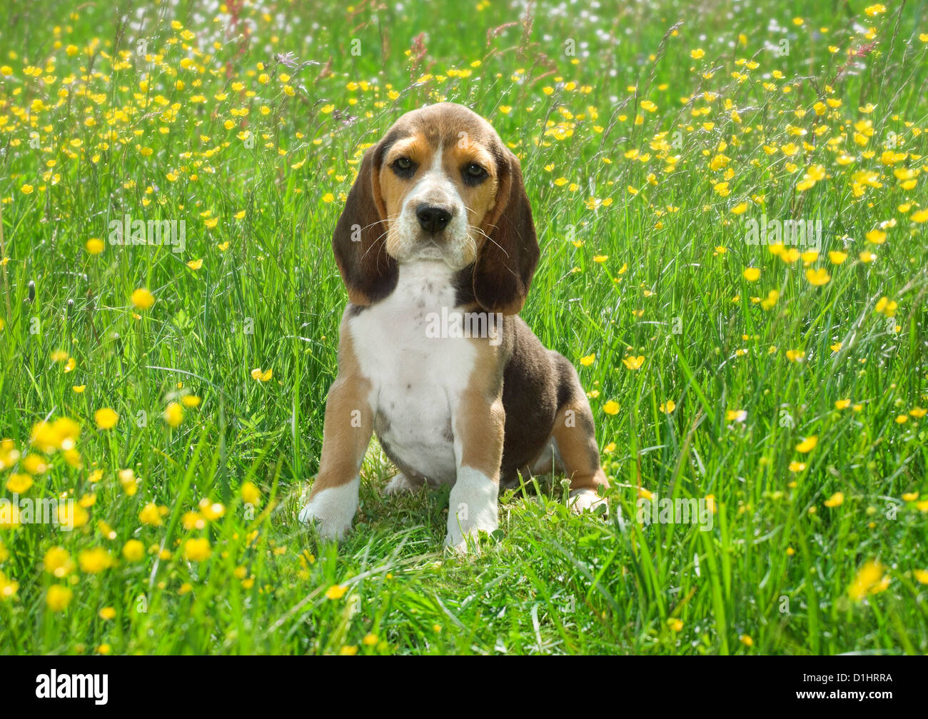 Portrait plein air de jeune chiot Beagle dans le jardin Banque D'Images