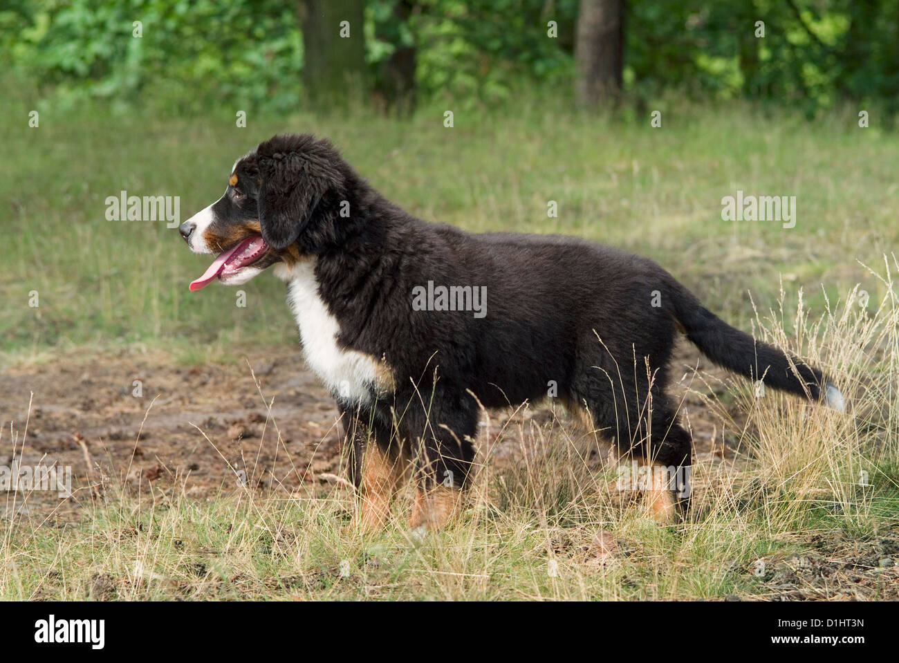 Chiot Banque D'Images