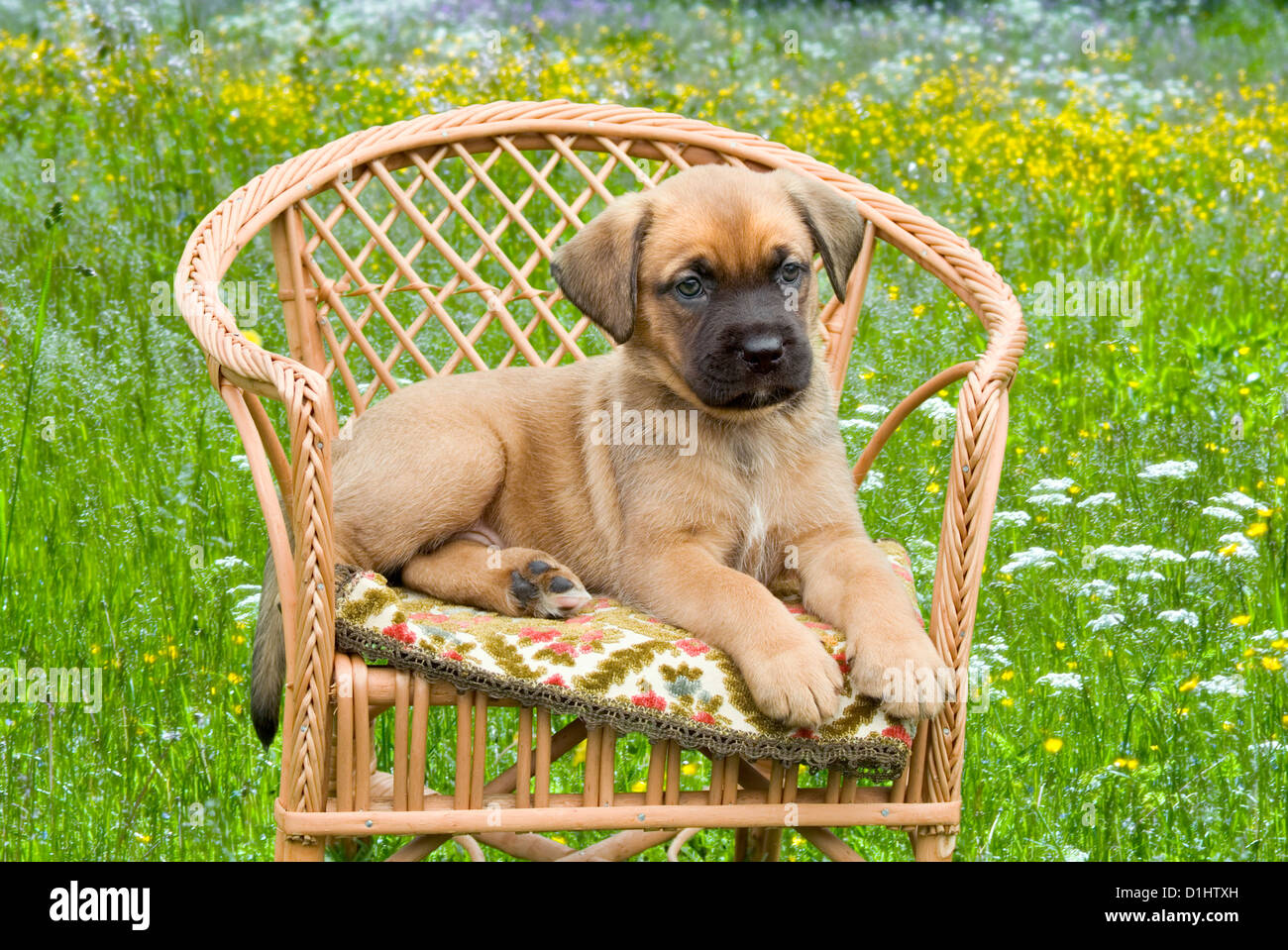 La moitié chiots dans le jardin Banque D'Images