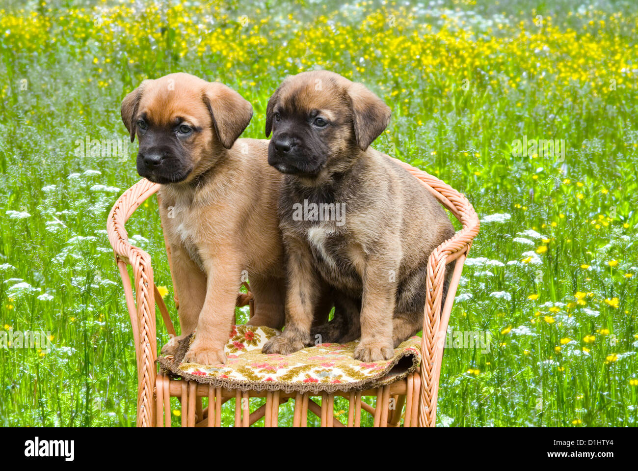 La moitié chiots dans le jardin Banque D'Images