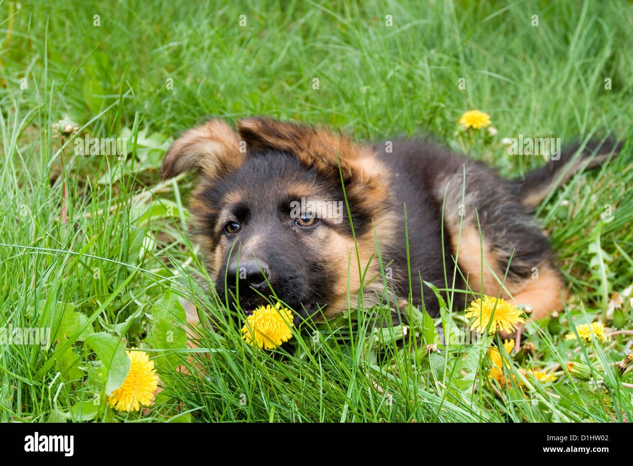 Jeune alsacien chien dans l'herbe Banque D'Images