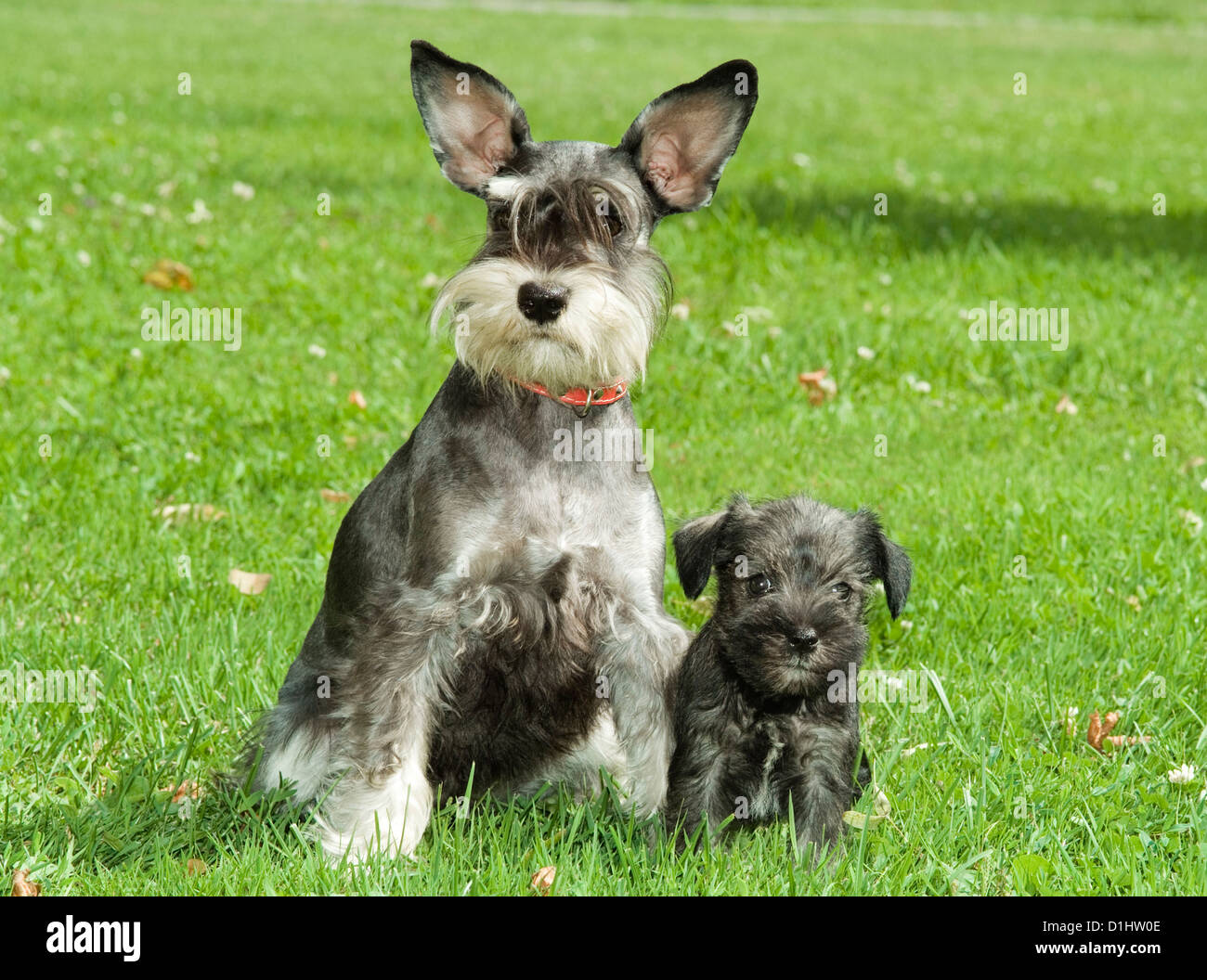 Les chiens Schnauzer dans l'herbe Banque D'Images