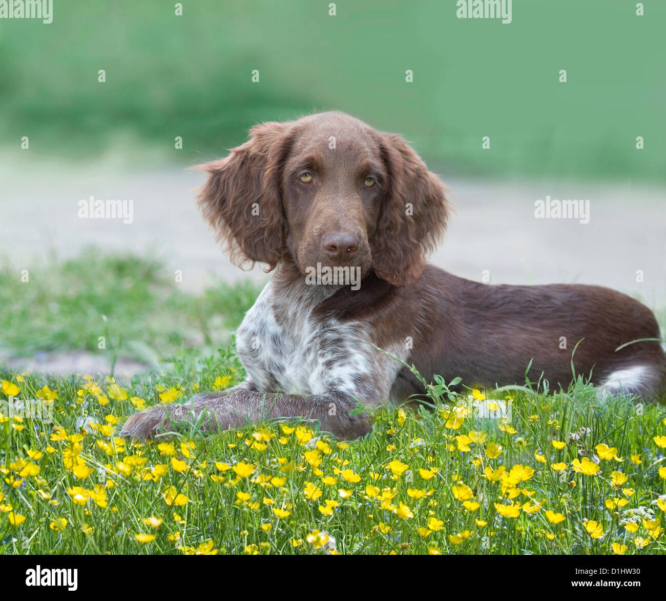 Jeune chien Epagneul dans l'herbe Banque D'Images