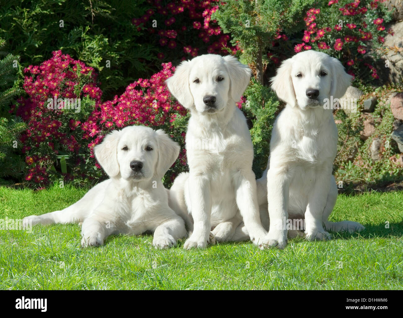 Trois chiens Golden Retriever dans le jardin Banque D'Images